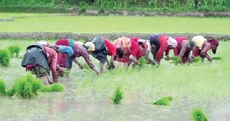 लुम्बिनीमा ७२ हजार ५२० हेक्टरमा धान रोपाइँ