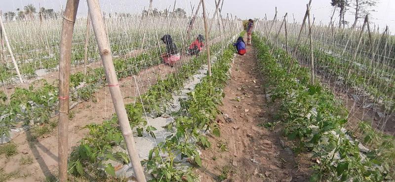 कास्कीको किसानलाई अनुदानमा कृषि उपकरण दिँदै