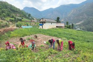 दोहोरो कर प्रक्रियाले व्यावसायिक किसान मारमा