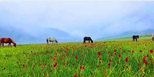 एक वर्षमा २३ हजार पर्यटक पुगे ढोरपाटन