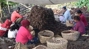 अलैँची निर्यातले बनायो रेकर्ड, ११ महिनामै भित्रियो १२ अर्बबढी आम्दानी