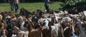 दसैँको चहलपहलसँगै पोखरा झर्न थाले हिमाली भेगका भेडा–च्याङ्ग्रा