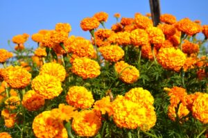 सयपत्री फूलखेतीबाट वार्षिक सात लाख बचत गर्दै लालबाबु