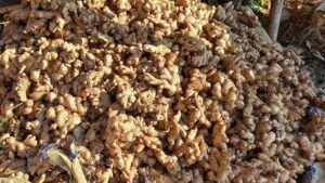 मूल्य खस्किएपछि मारमा अदुवा किसान