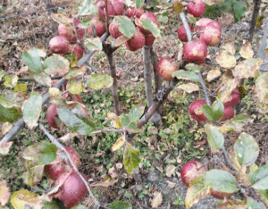 स्याउ निर्यात गर्दा स्थानीय तहको सिफारिस अनिवार्य