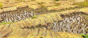 नेपालगञ्ज खाद्य कम्पनीले किन्यो कोटाभन्दा बढी धान