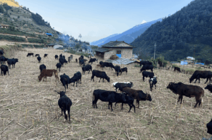 गोठाला बेँसी झरेपछि भल्कोटमा बढ्यो चहलपहल