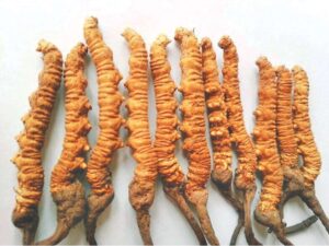 यार्सागुम्बा बजार पाँच वर्ष यताकै कम निर्यात