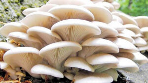 नेपालमा १ हजार १५० प्रजातिका च्याउ, सय प्रजातिका विषालु