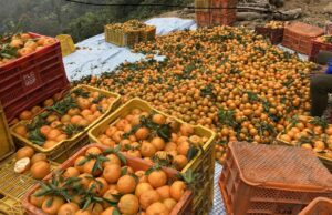 म्याग्दीको अन्नपूर्ण गाउँपालिकाबाट चार करोडको सुन्तला बिक्री