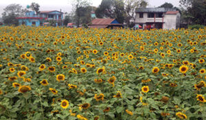 सूर्यमुखी बगानले बढायो कृषि पर्यटन