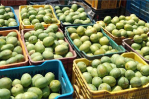 जापानद्वारा भारतबाट आँप खरिद नगर्ने घोषणा