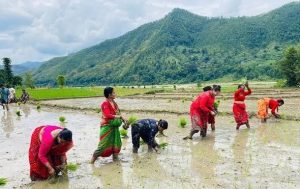 धानमा आत्मनिर्भरता र समृद्धिको नारा लाउँदै सरकार, मल र सिचाईं अभावमा छट्पटिँदै किसान