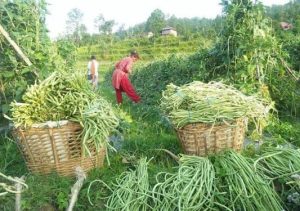 कृषि आधुनिकीकरण कार्यक्रममा एक दशकमा साढे ३९ अर्ब खर्च, कतिलाई भयो लाभ ?